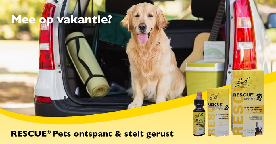 Ontspannen reizen met jouw hond? Dat kan gewoon!